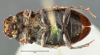 Media type: image;   Entomology 8356 Aspect: habitus ventral view